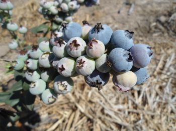 Arándano en etapa de fructificación.