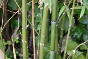 Bambú variedad Phyllostachys aurea.