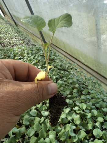 Plántula de brócoli lista para establecer en campo.