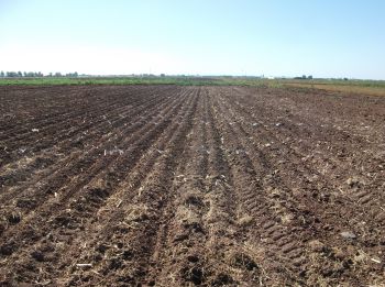 Lote de validación de siembra de cártamo oleico y linoleico.