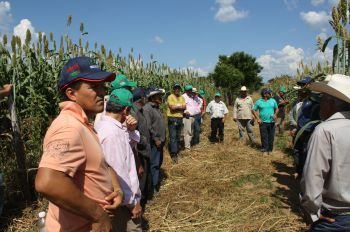 Productores de sorgo, durante los días demostrativos realizados en Elota, Sinaloa.