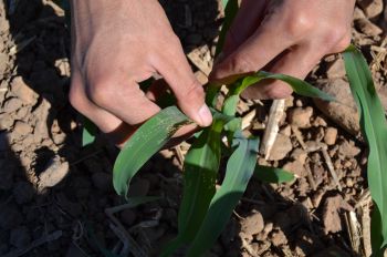Muestreo de insectos plaga en una planta de maíz.