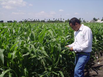 Lote de experimentación de variedades e híbridos de sorgo para grano y forrajeros.