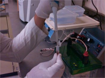 Extracción del material genético de los bacteriófagos por el método de fenol-cloroformo.