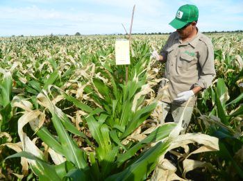 Trampa amarilla para muestreo de enemigos naturales del maíz.