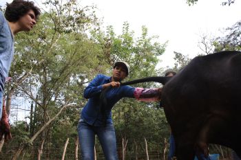 Participantes realizando prácticas durante el taller de inseminación artificial.