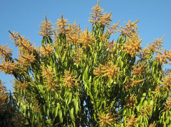 Etapa de floración en cultivos de mango en el sur de Sinaloa