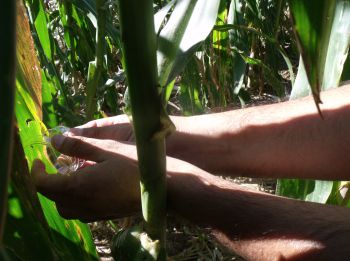 Colecta de mosca de los estigmas en maíces forrajeros producidos en la región.