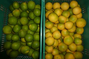 Naranja Marrs sin tratar y tratada con etileno.