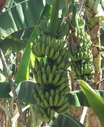 Cultivar de plátano establecido en el sur de Sinaloa.