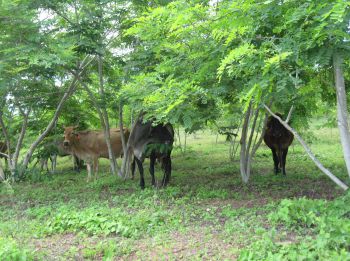 Árboles de arellano en módulo agroforestal.