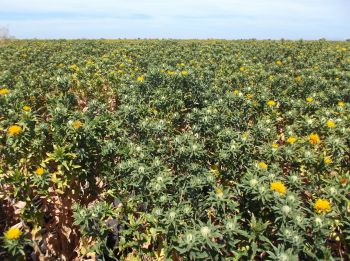Floración de cártamo en las zonas productoras de la región del Évora.