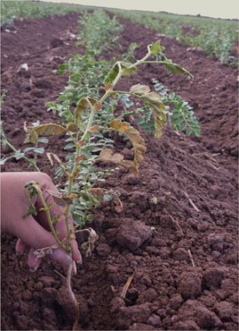 Aspecto de un cultivo de garbanzo afectado con rabia.