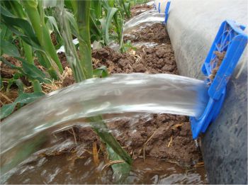 Riego por pulsos con manga plástica en el cultivo de maíz.