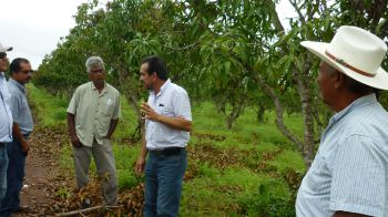 Capacitación de productores de mango