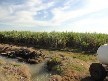 Riego y fertilización en caña de azúcar en la región del Valle de San Lorenzo.