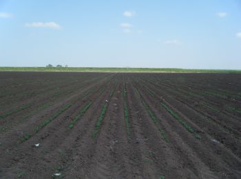 Germinación de los ensayos de soya.