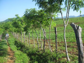 Cercas vivas en módulo agroforestal.