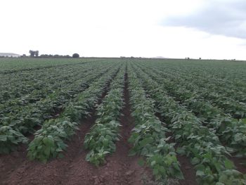 Cultivo de frijol, utilizando el programa IrriModel.