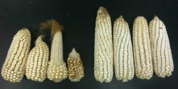 Figura 1. Comparación entre mazorcas de un lote de maíz blanco con fusariosis y otro el cual no tuvo incidencia de la enfermedad (híbrido Garañón).