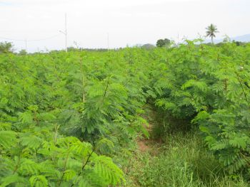 Sistema agrosilvopastoril intensiva de pradera- leucaena bajo riego.