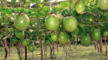 Frutos de maracuyá.