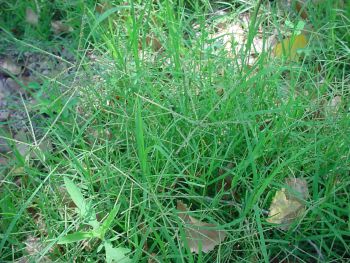 Pasto Callie (Cynodon dactylon).