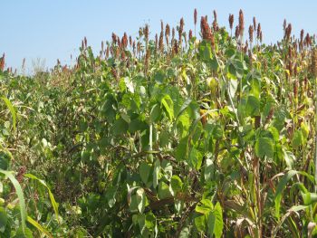 de sorgo intercalado con mucuna en módulo agroforestal.