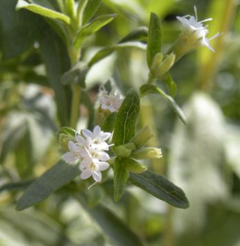 Stevia rebaudiana.