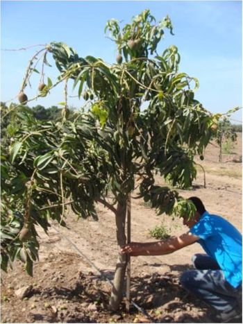 Toma de altura de planta de mango