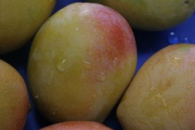 La produción de mango que se estima con alta densidad de plantas es de 15 toneladas por hectárea